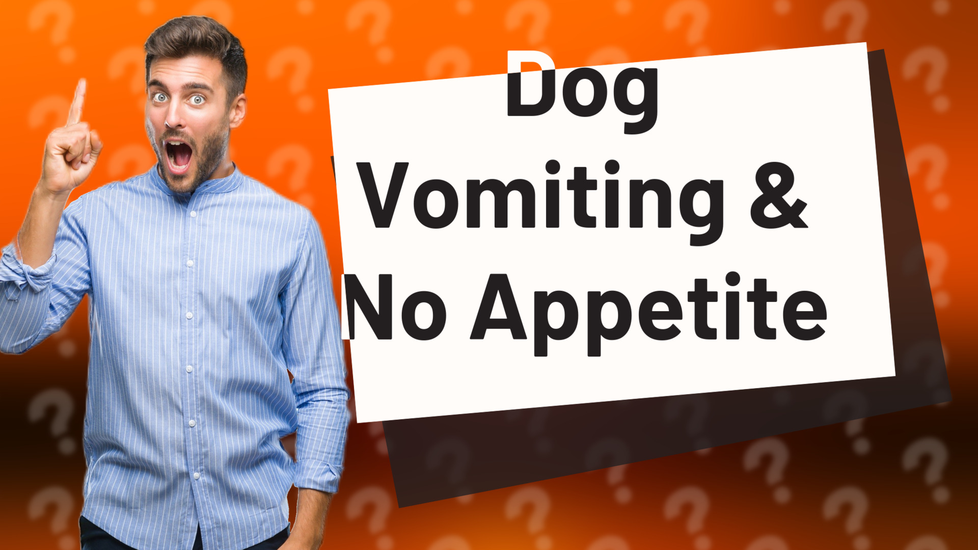 Dog Vomiting & No Appetite