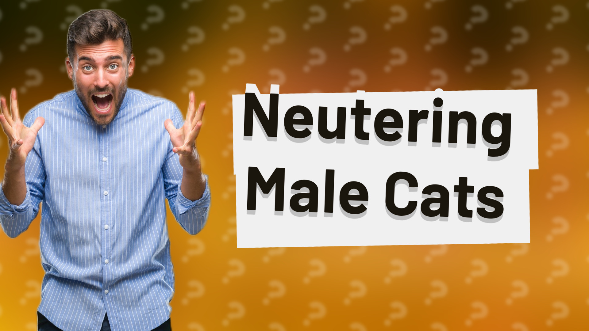Neutering Male Cats