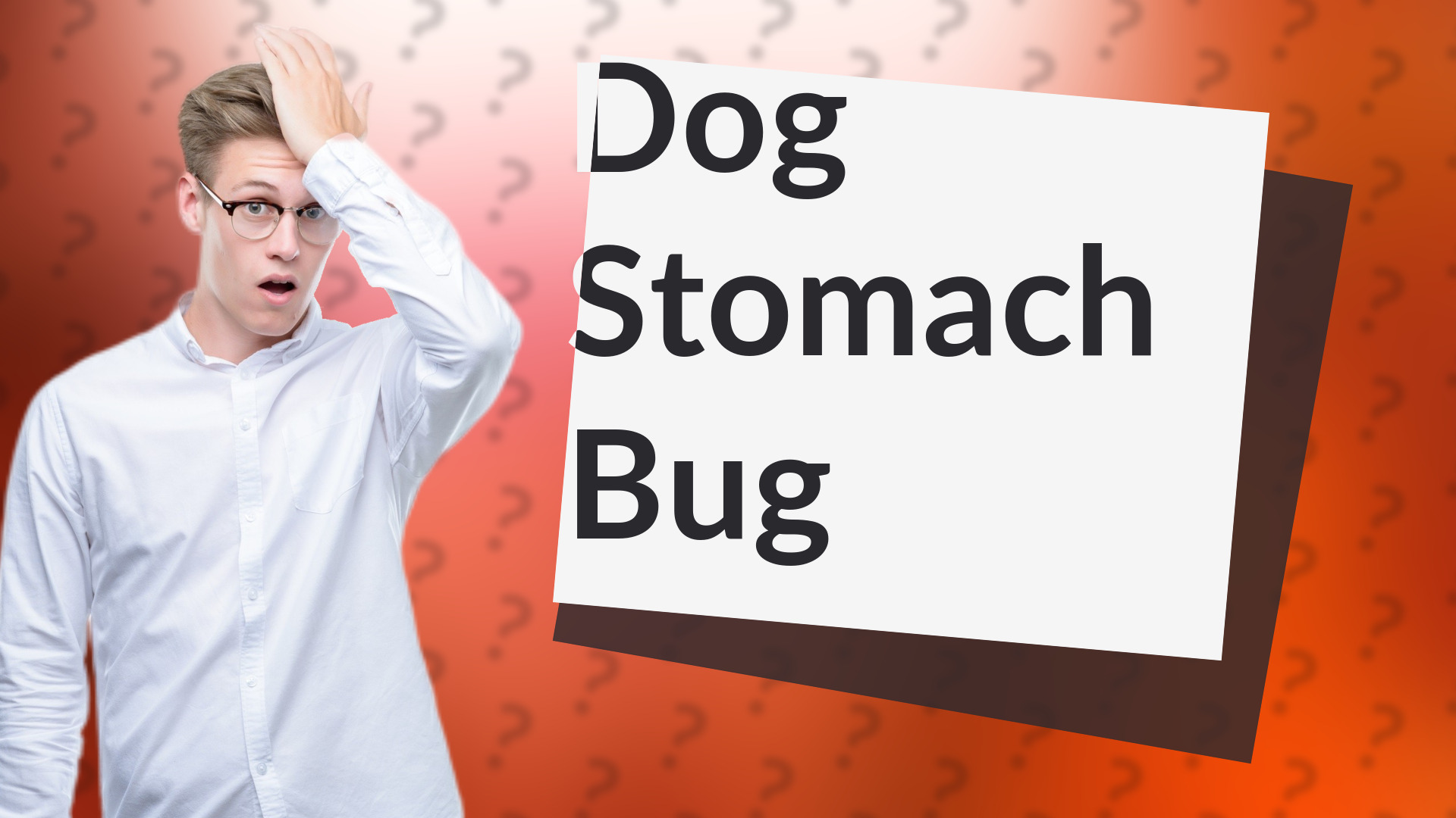Dog Stomach Bug
