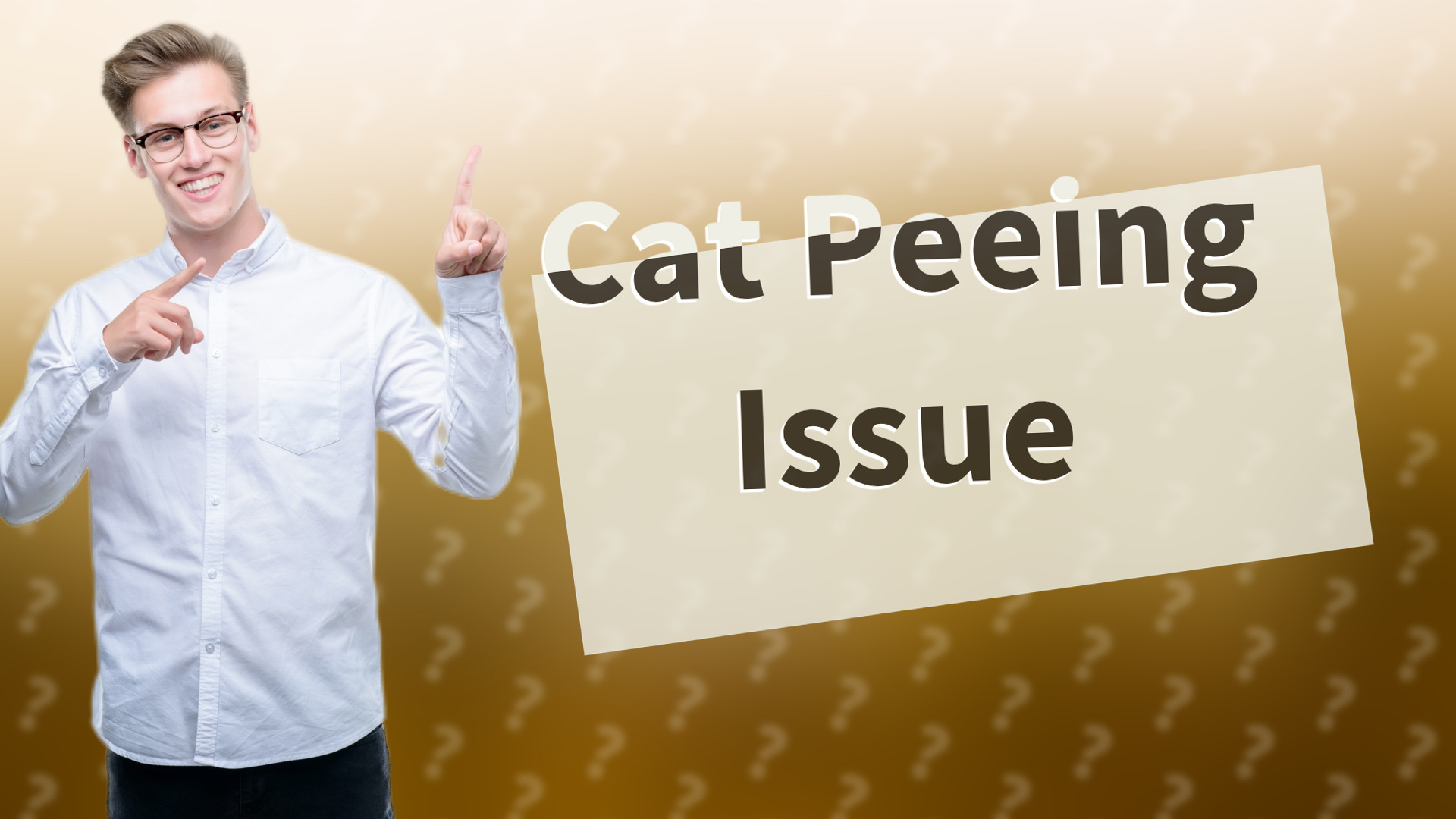 Cat Peeing Issue