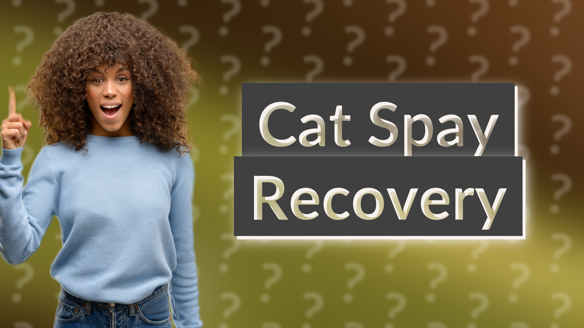 Cat Spay Recovery