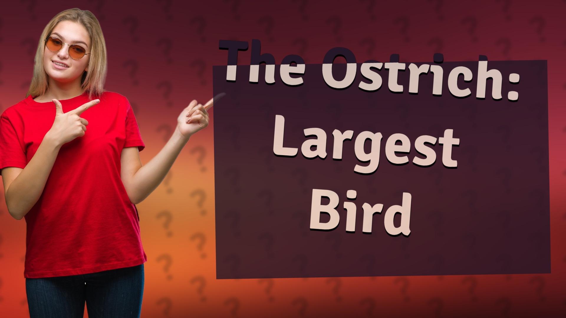The Ostrich: Largest Bird
