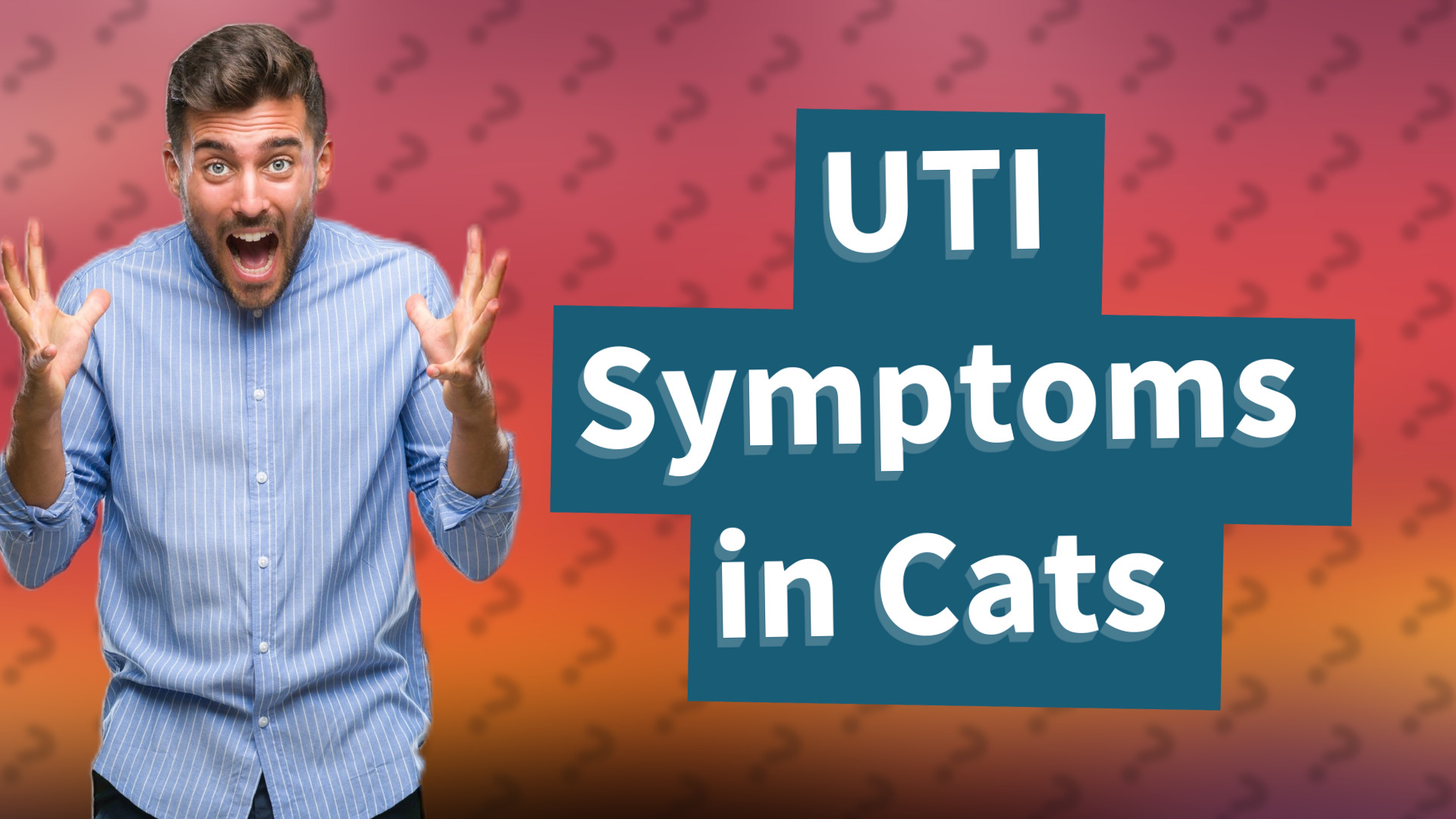 UTI Symptoms in Cats
