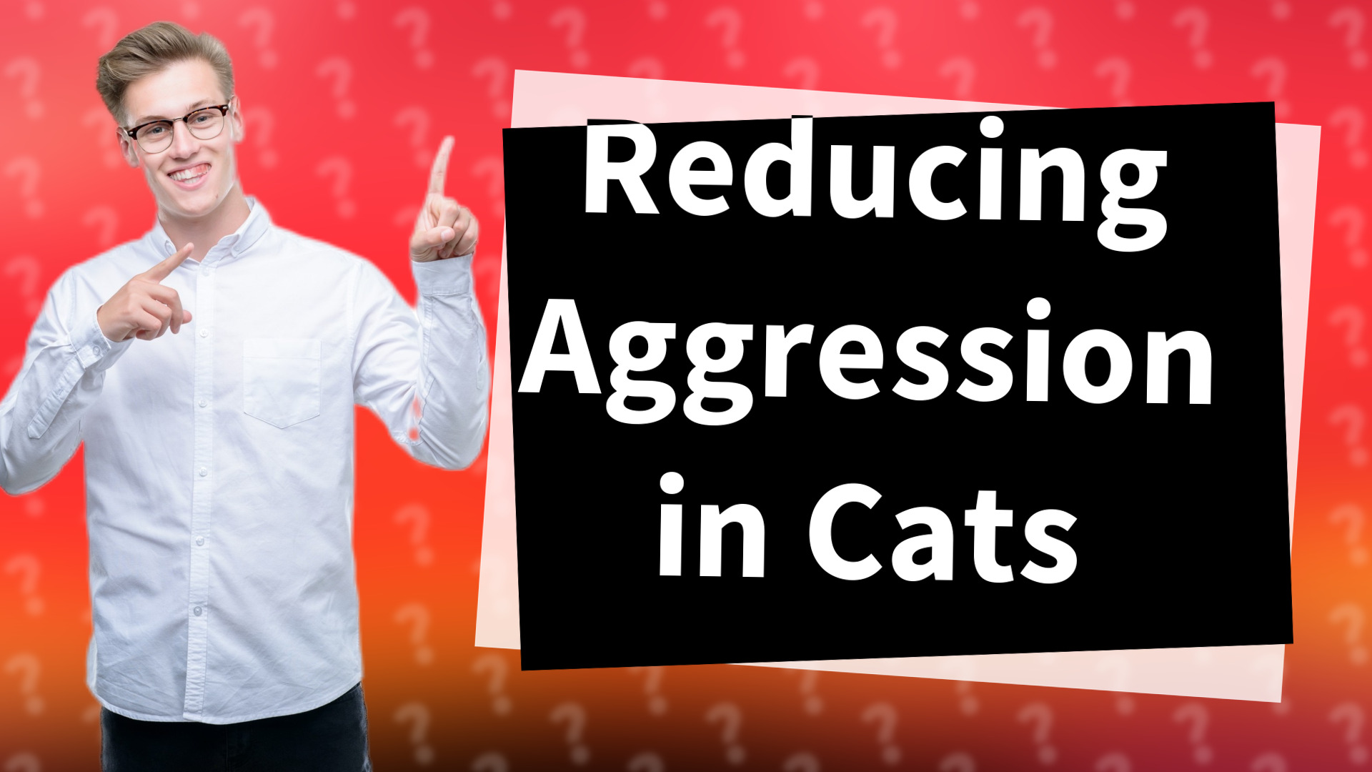Reducing Aggression in Cats