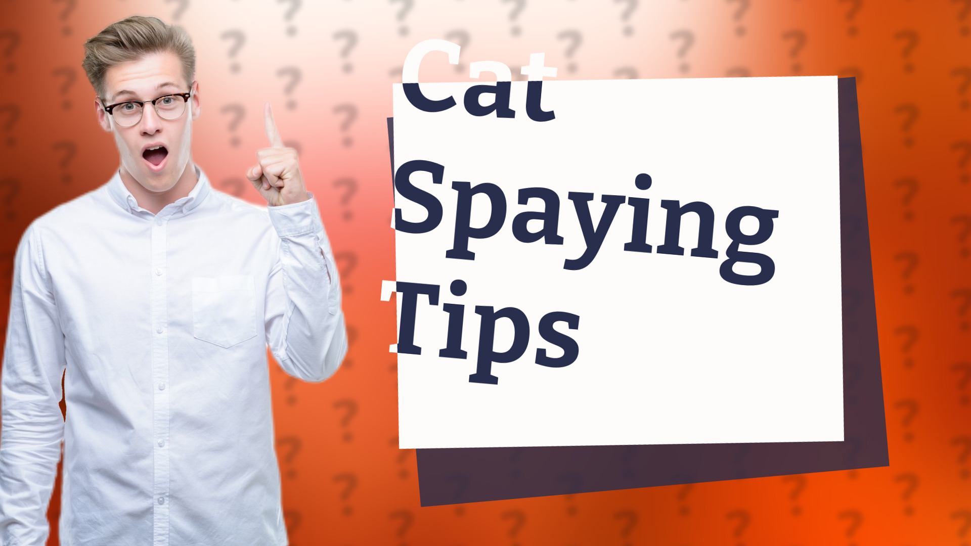 Cat Spaying Tips