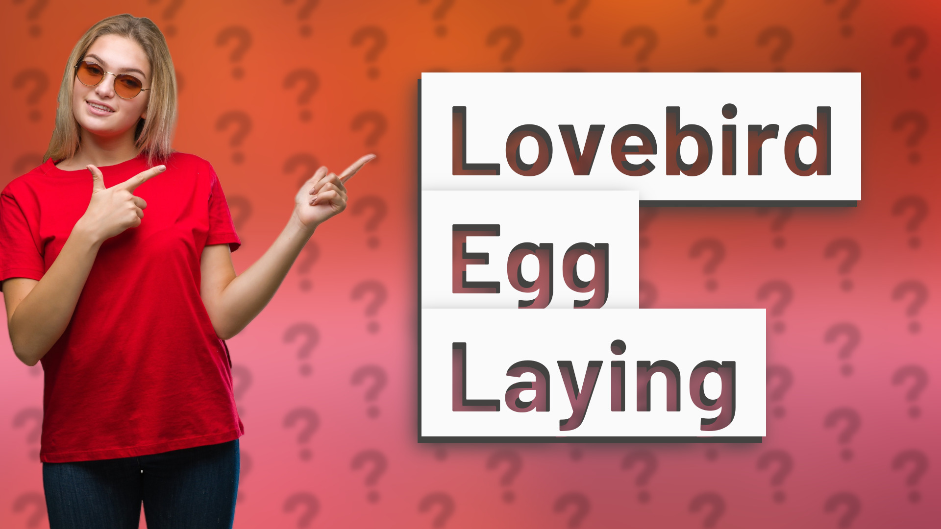 Lovebird Egg Laying