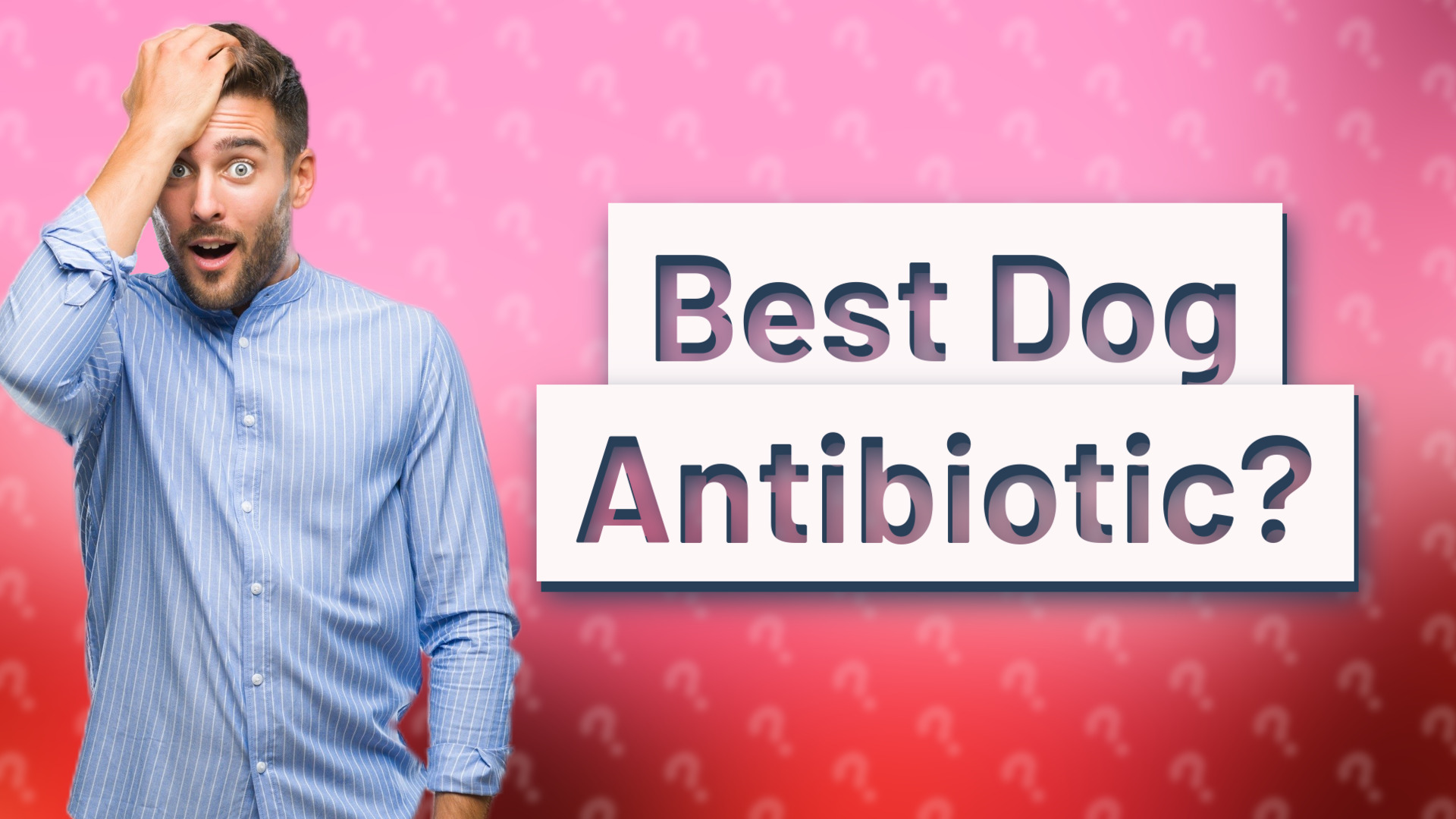 Best Dog Antibiotic?