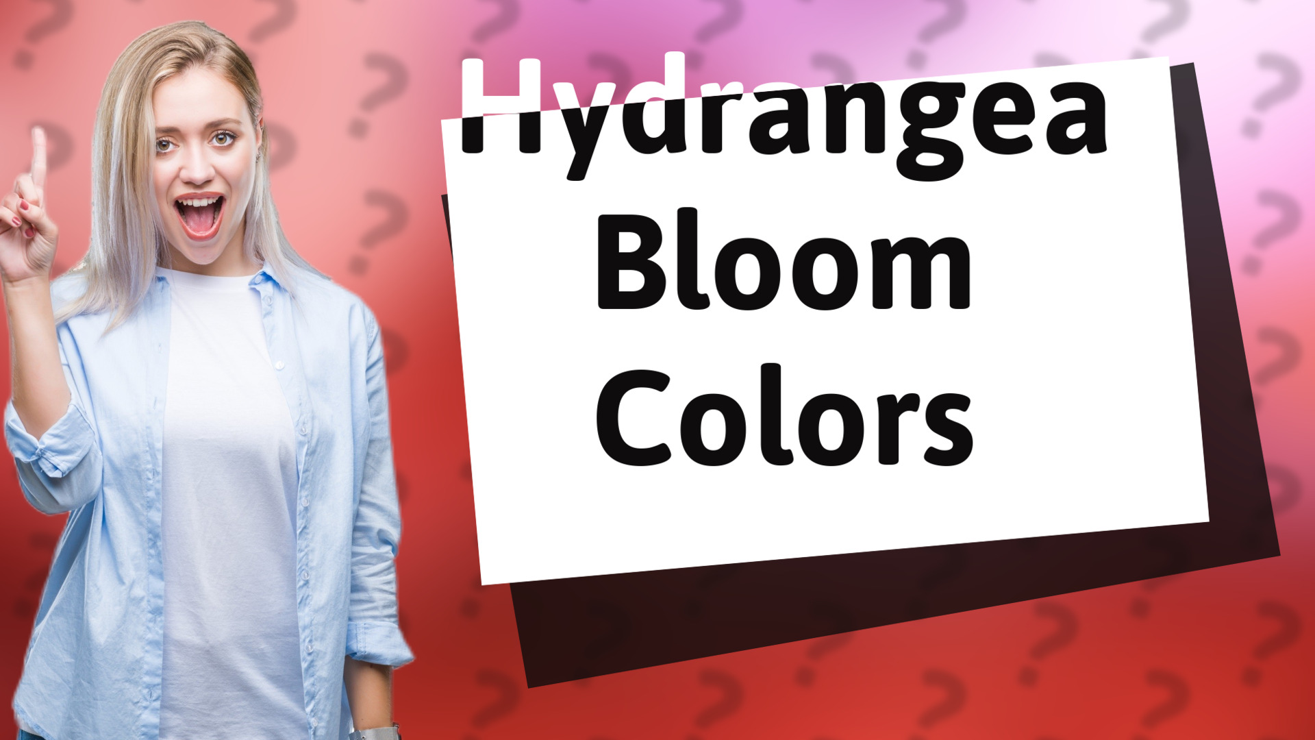 Hydrangea Bloom Colors