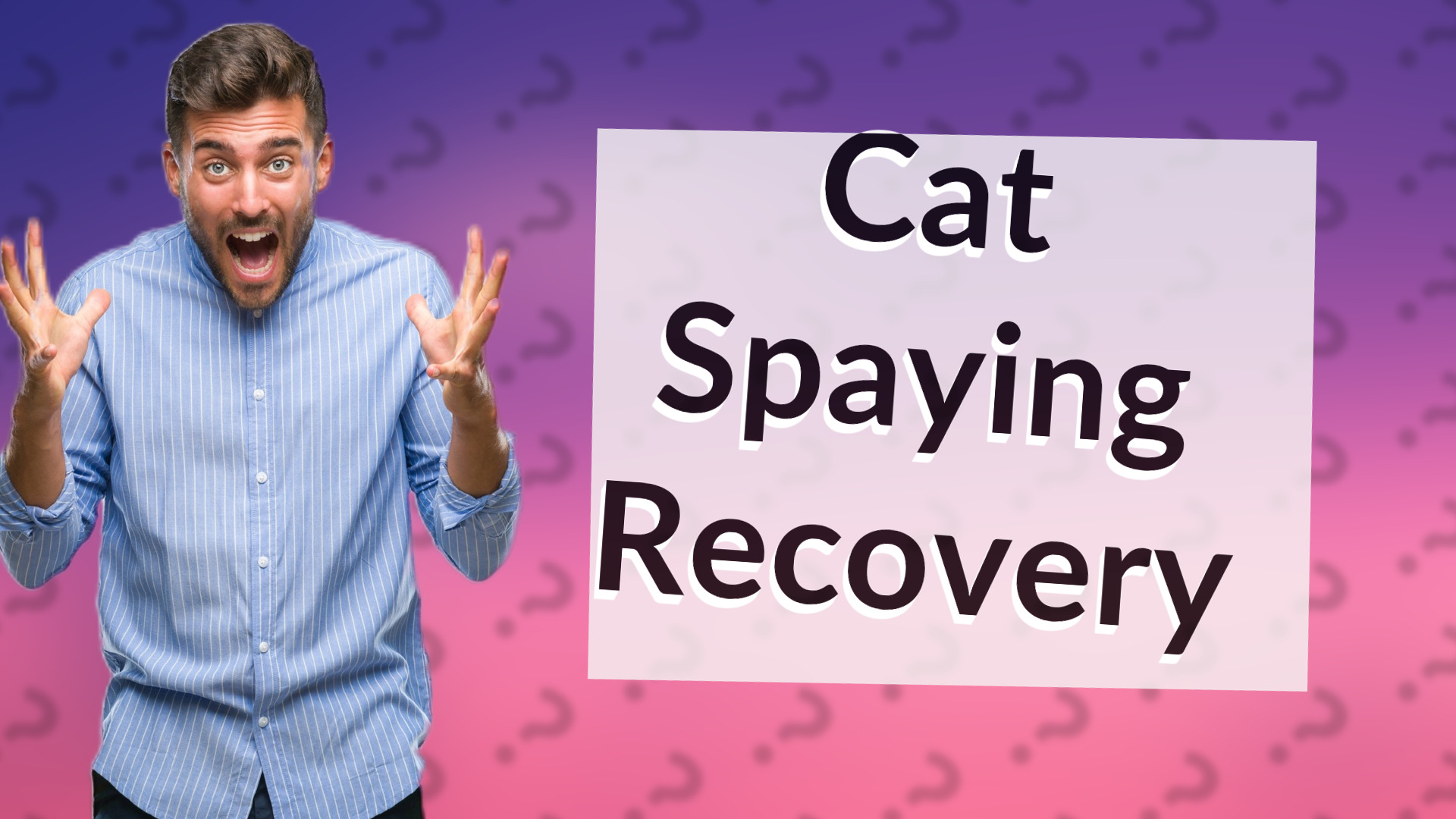 Cat Spaying Recovery