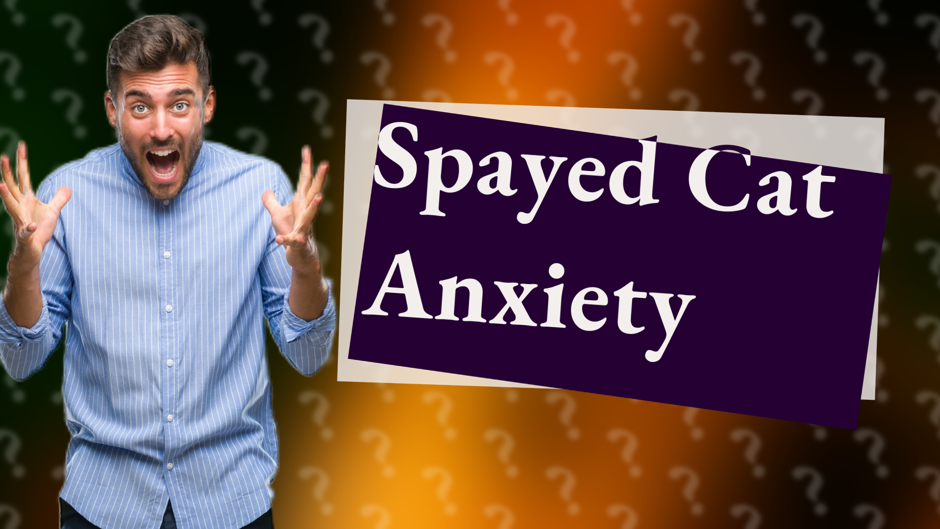 Spayed Cat Anxiety