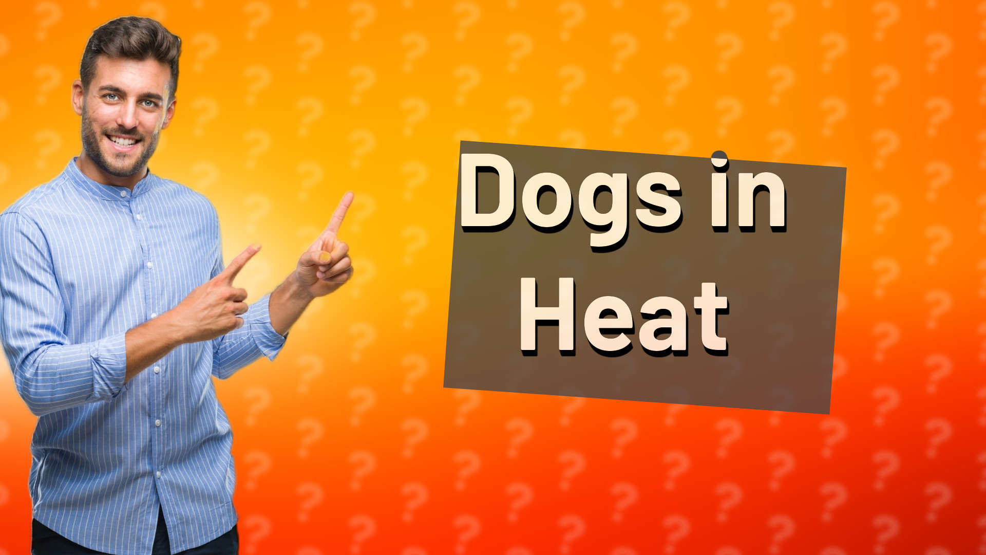 Dogs in Heat