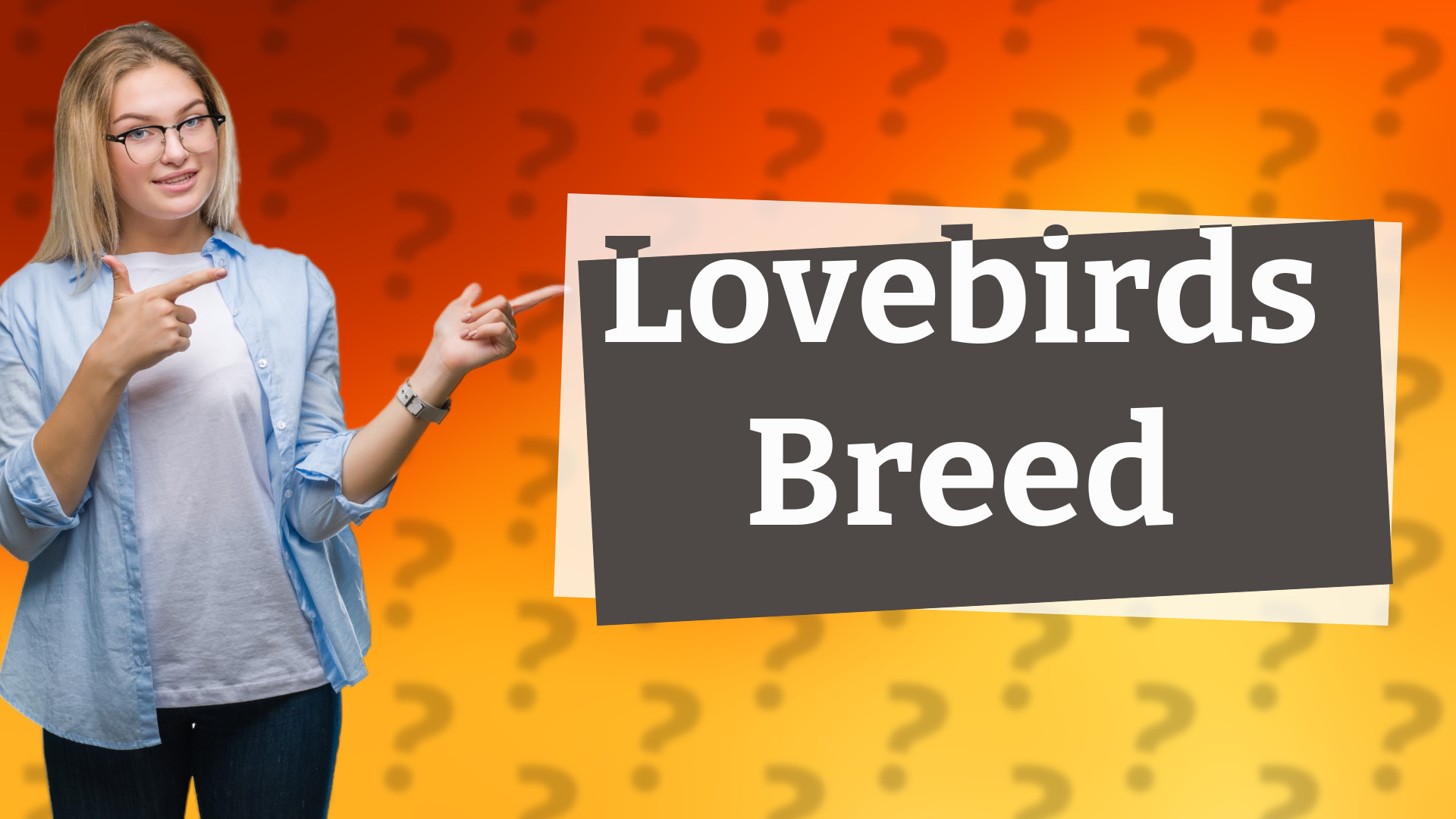 Lovebirds Breed