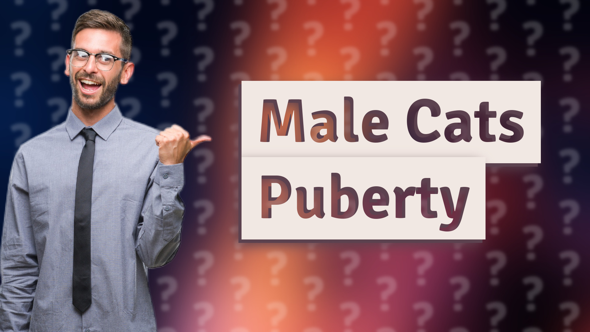 Male Cats Puberty
