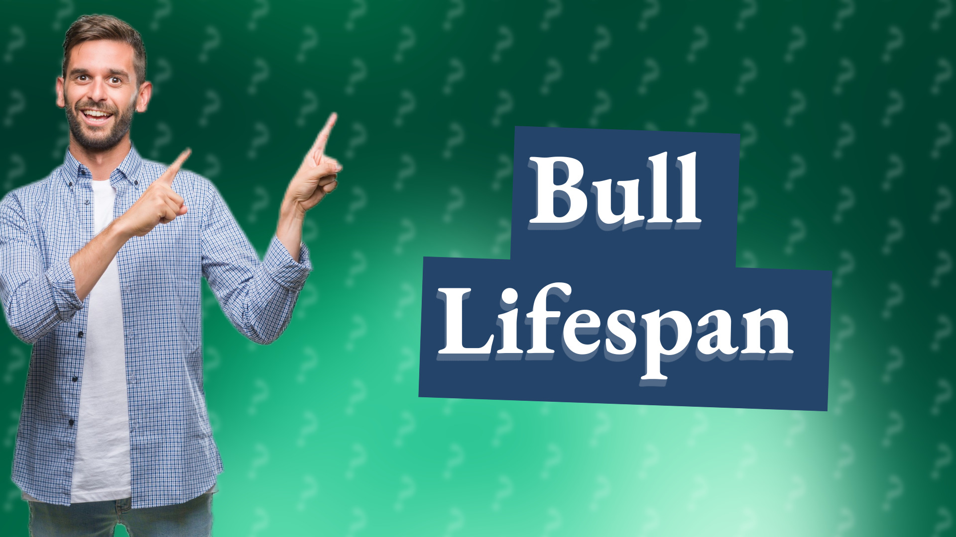 Bull Lifespan