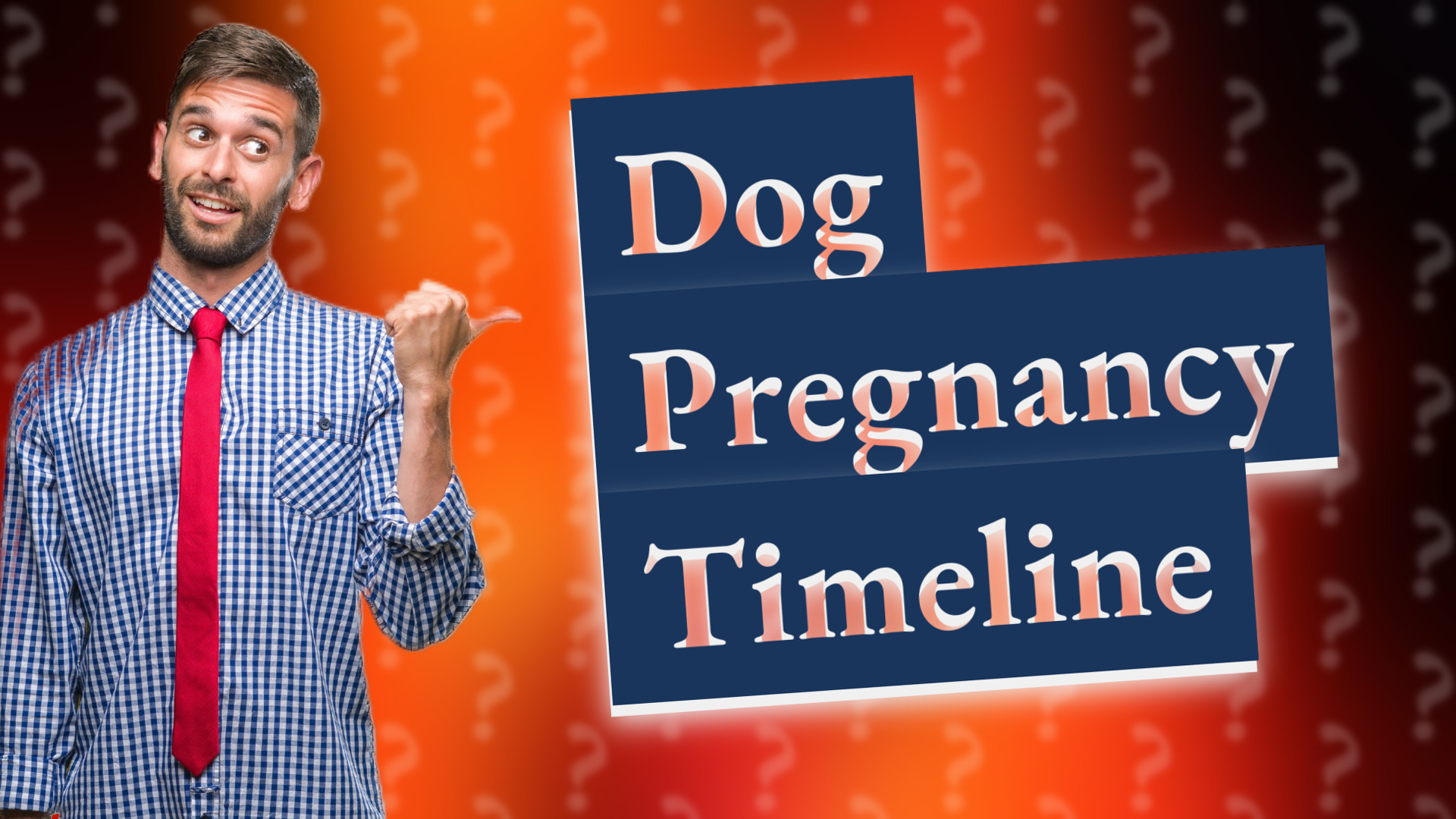 Dog Pregnancy Timeline
