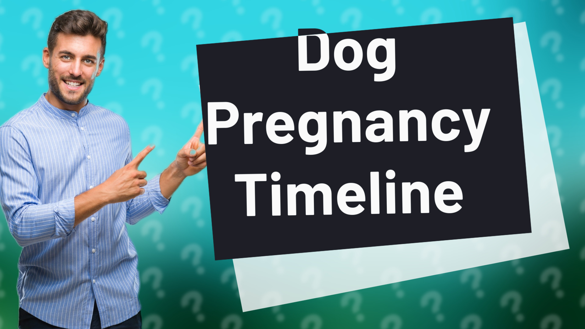 Dog Pregnancy Timeline