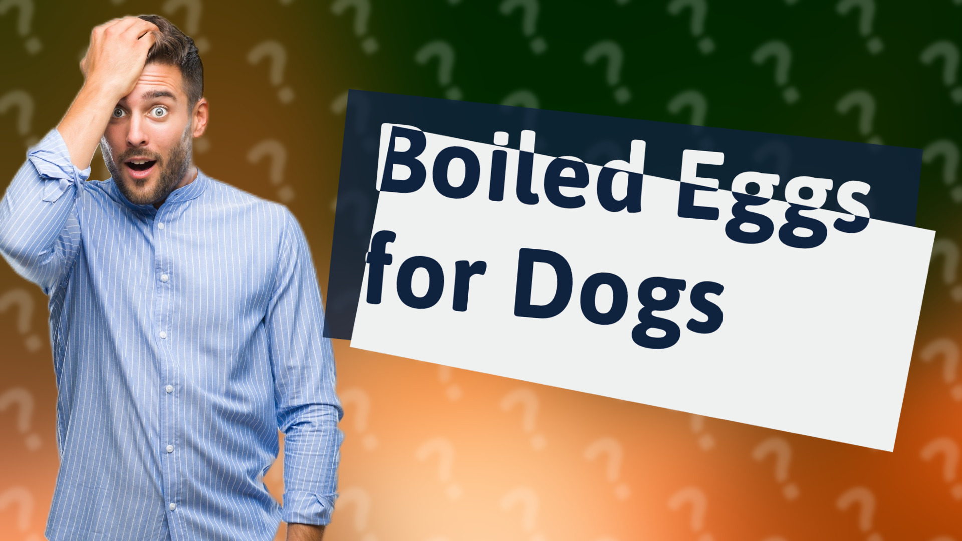 Boiled Eggs for Dogs