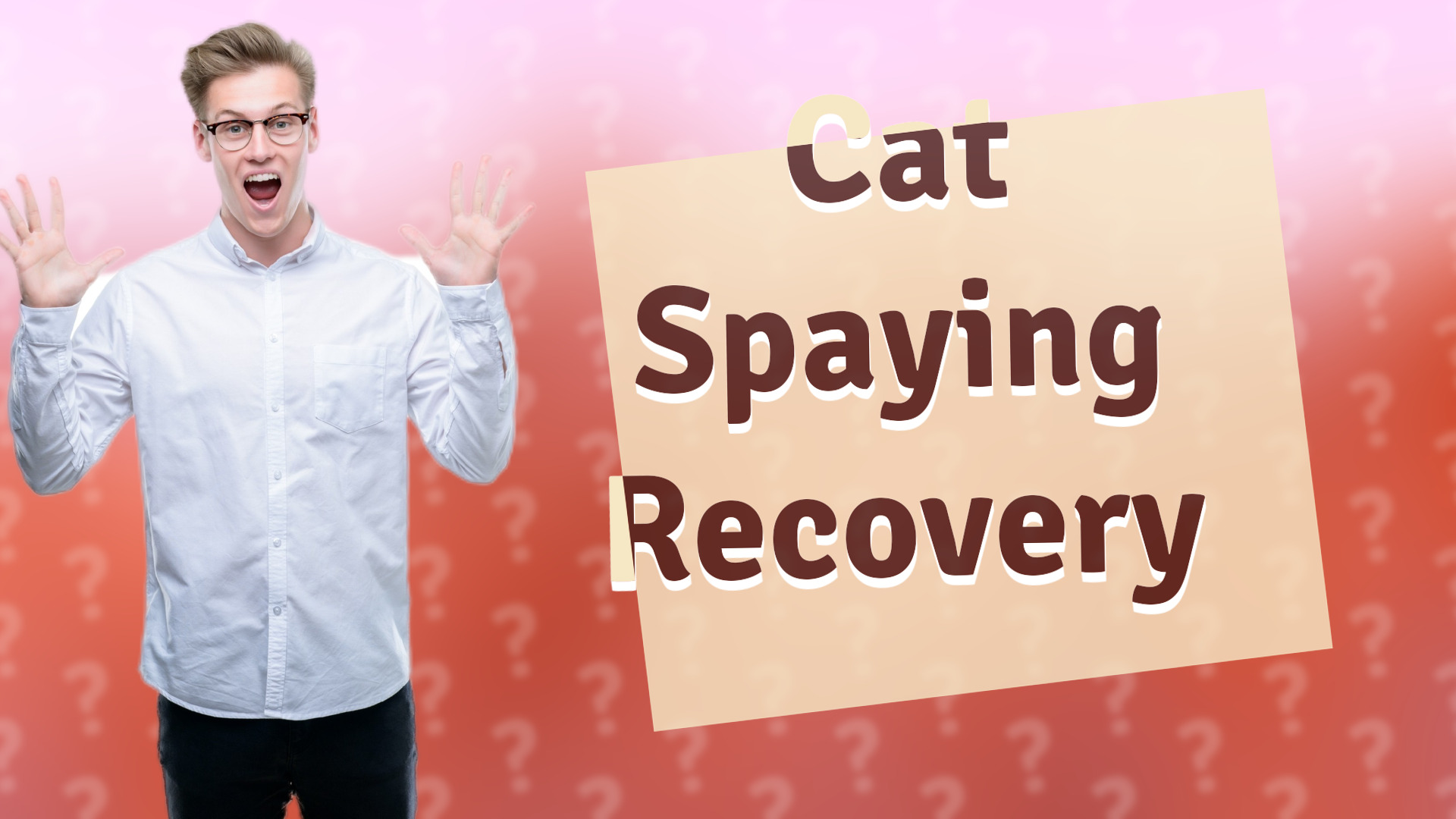 Cat Spaying Recovery