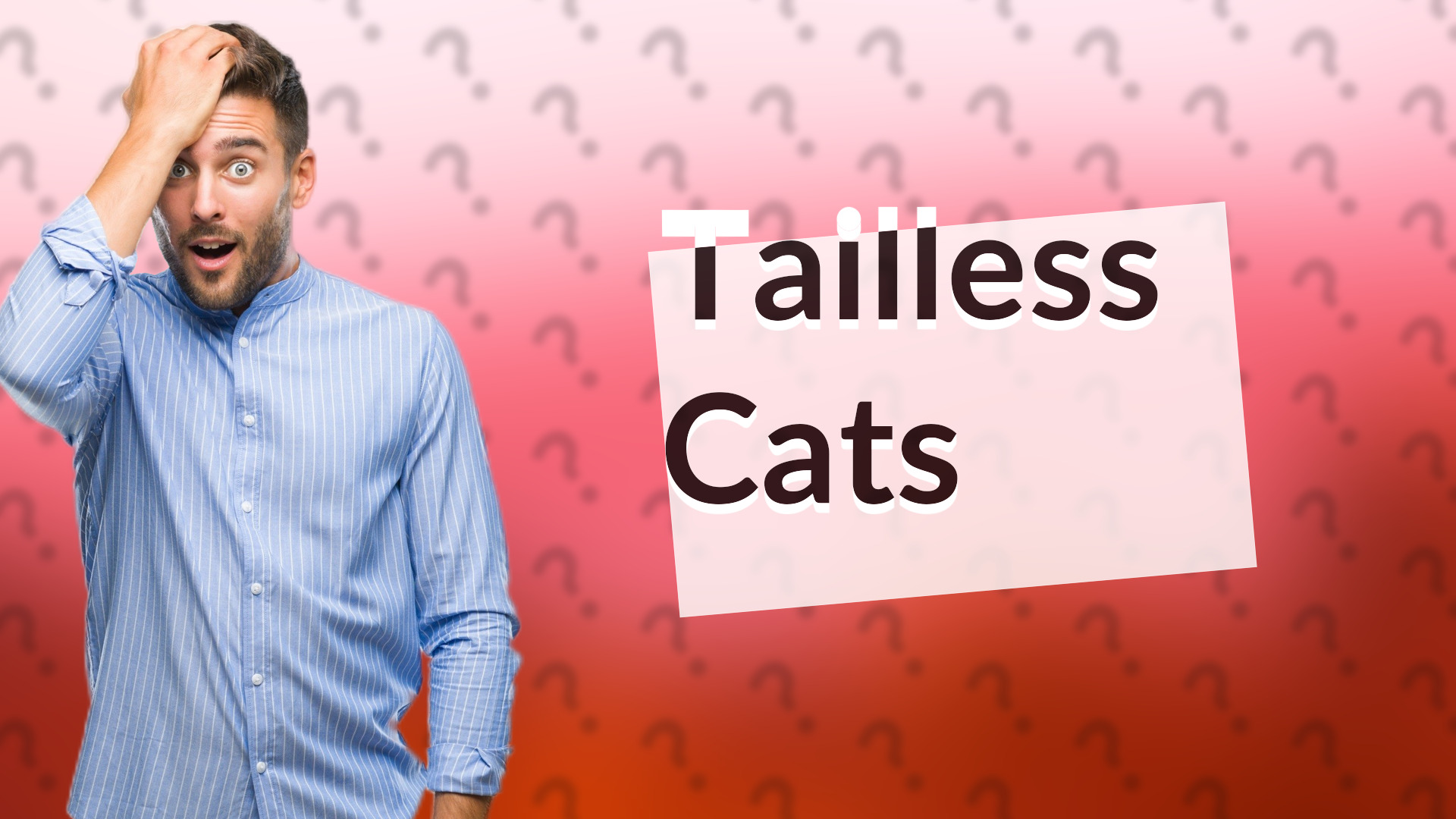 Tailless Cats