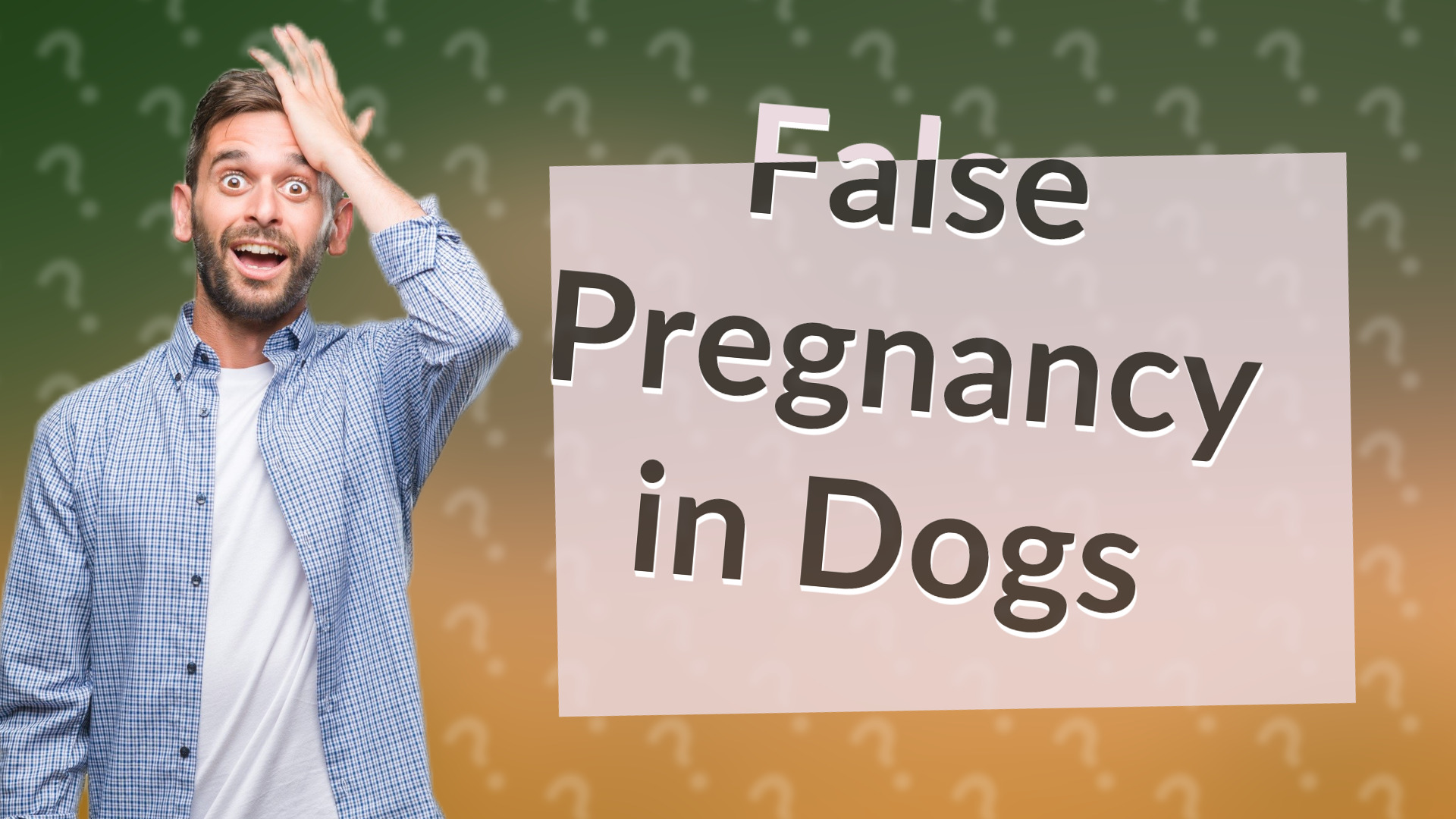 False Pregnancy in Dogs