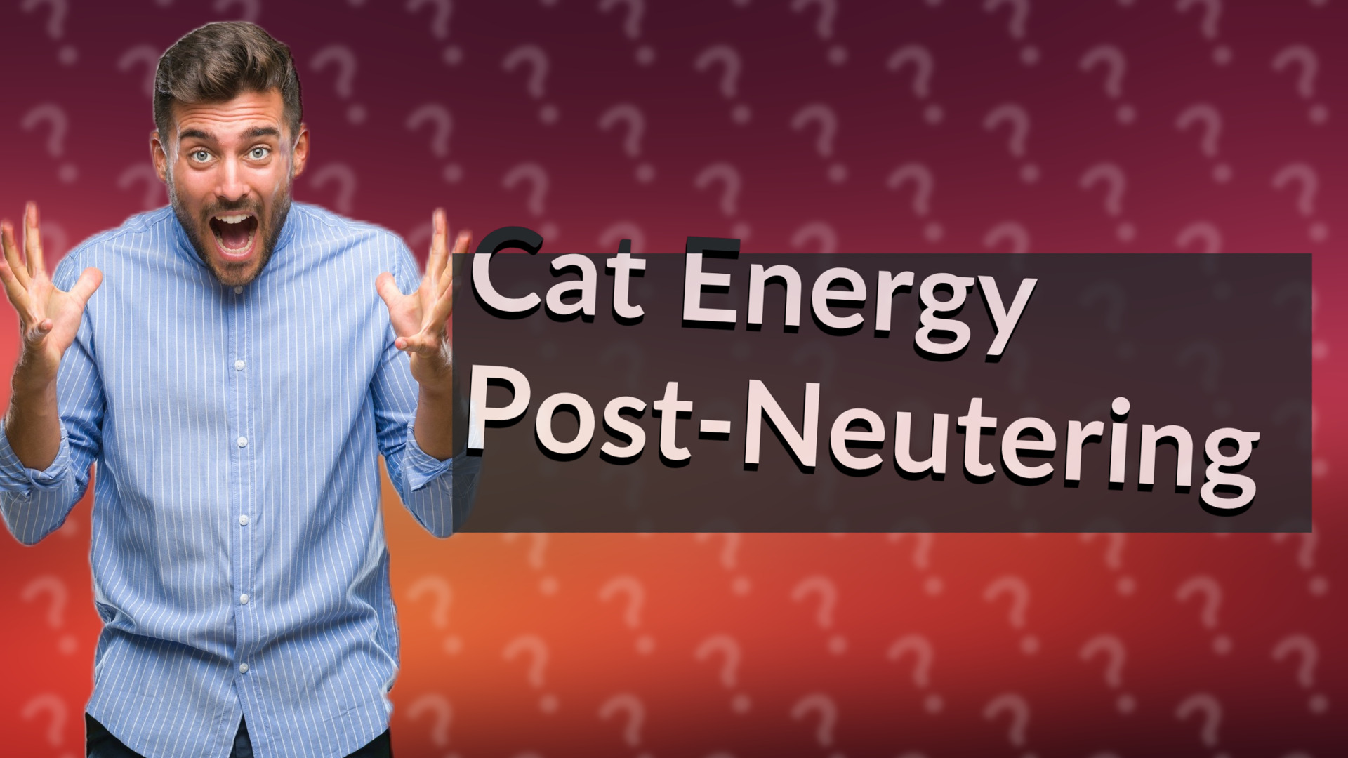 Cat Energy Post-Neutering