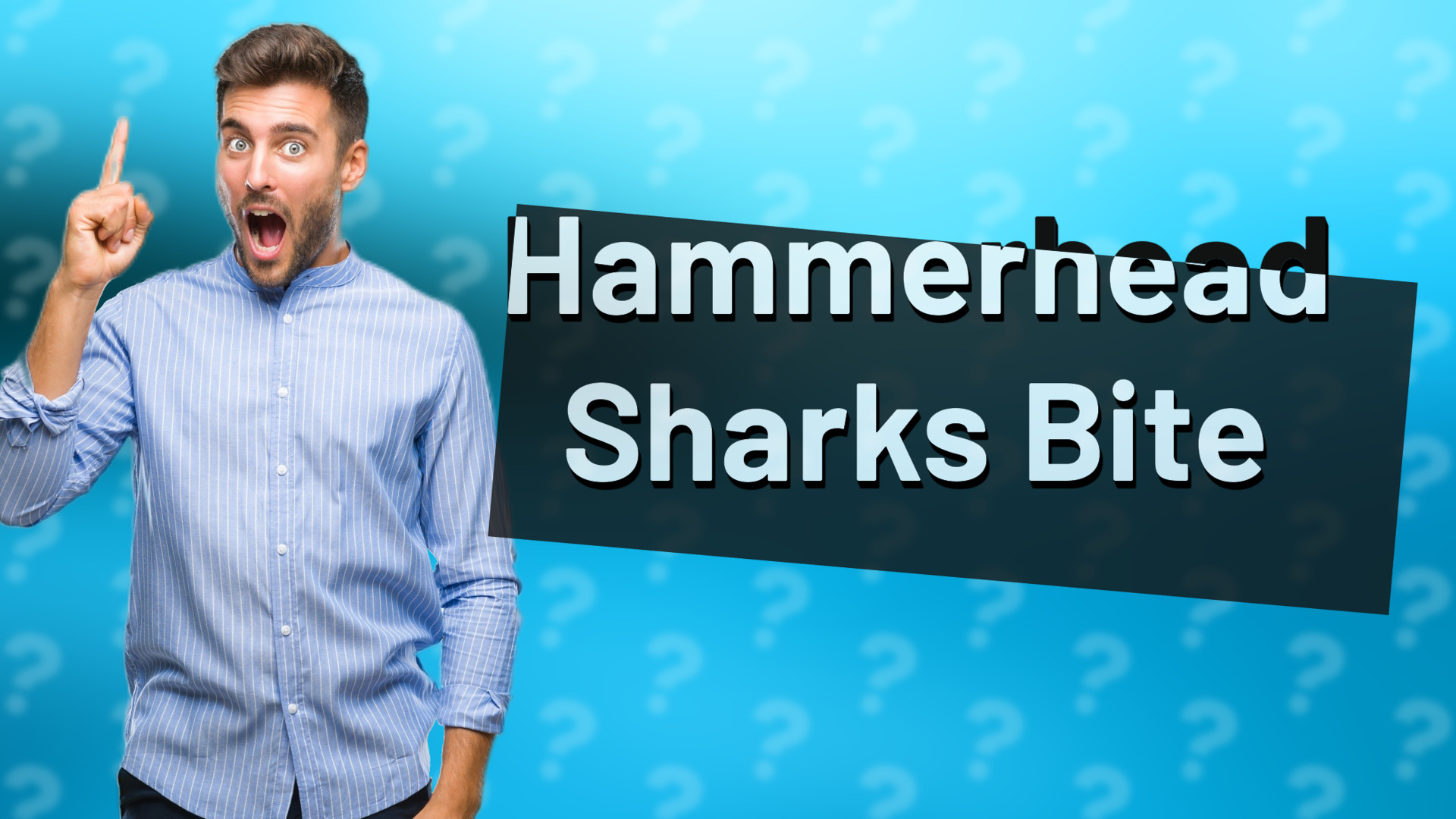 Hammerhead Sharks Bite
