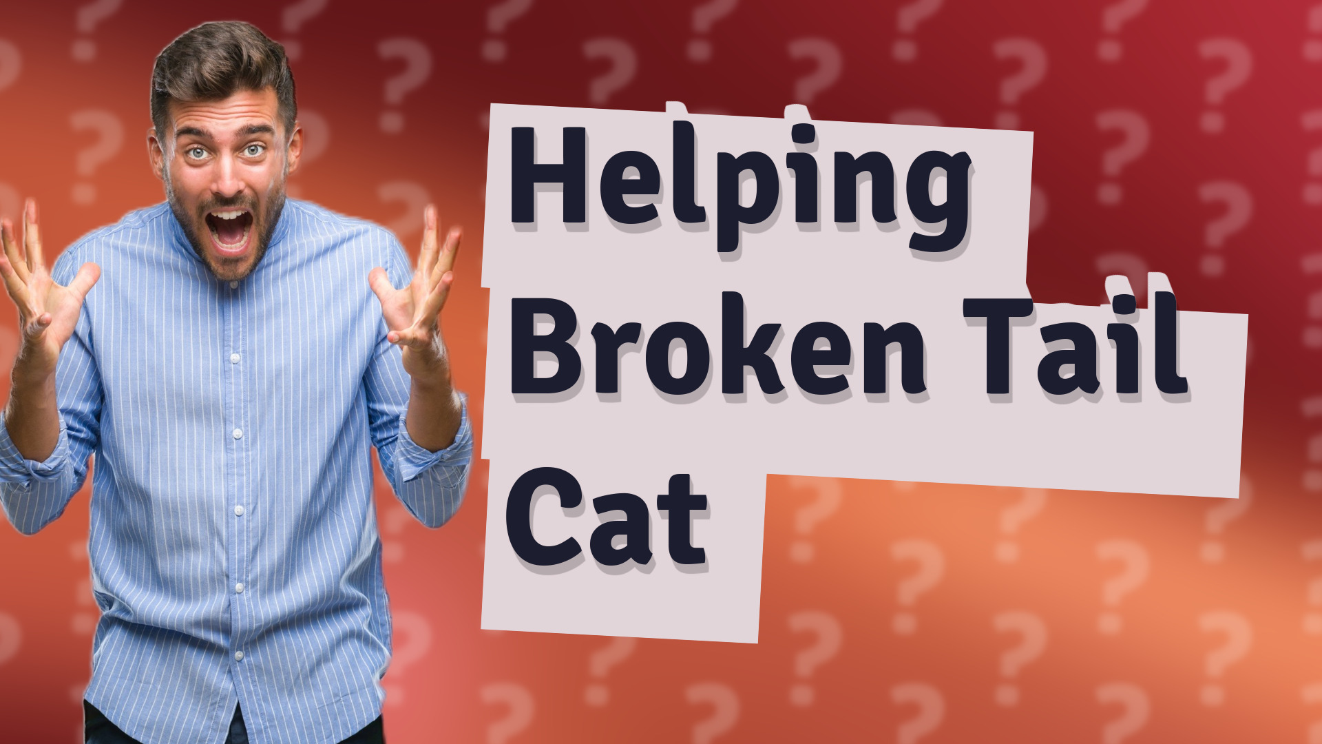 Helping Broken Tail Cat
