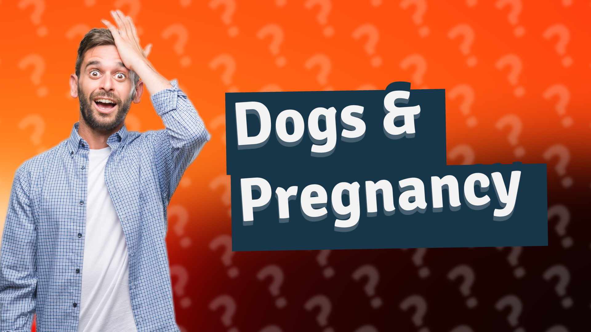 Dogs & Pregnancy