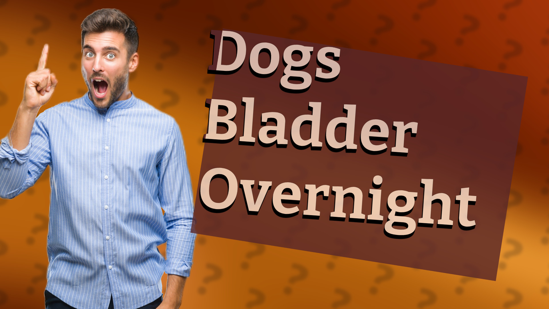 Dogs Bladder Overnight