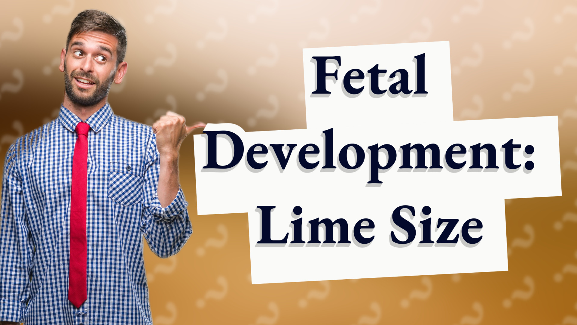 Fetal Development: Lime Size