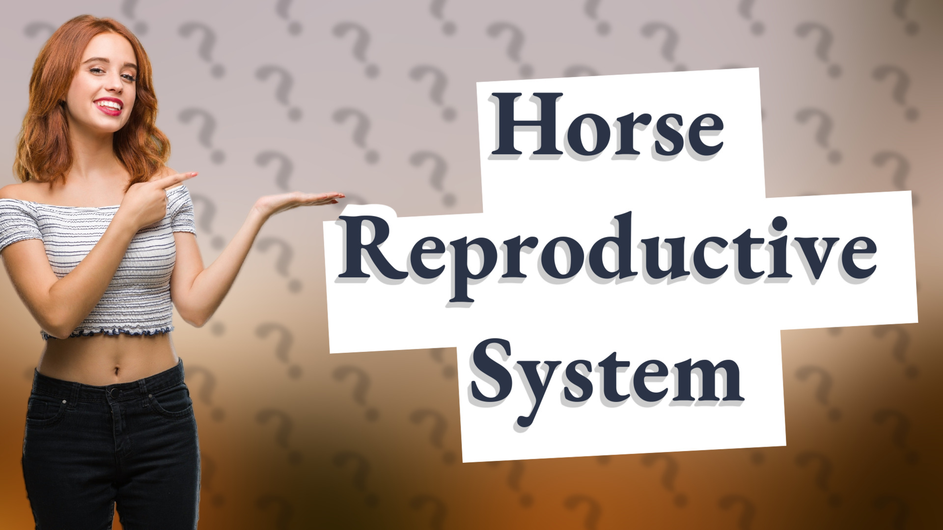 Horse Reproductive System