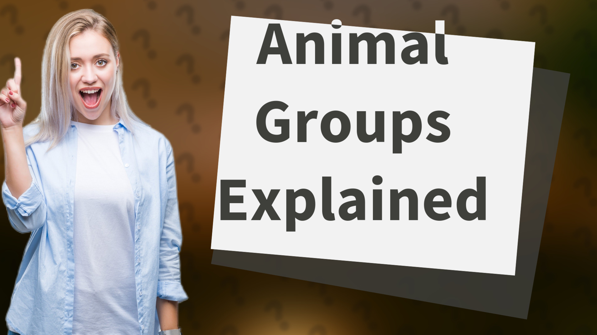 Animal Groups Explained