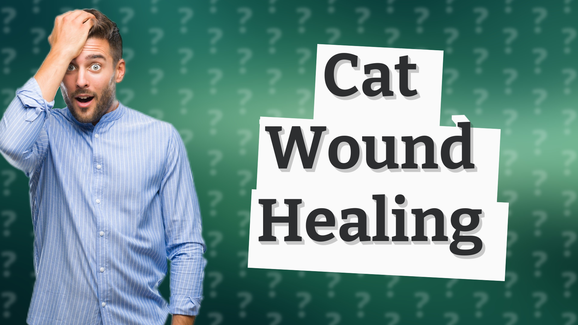 Cat Wound Healing