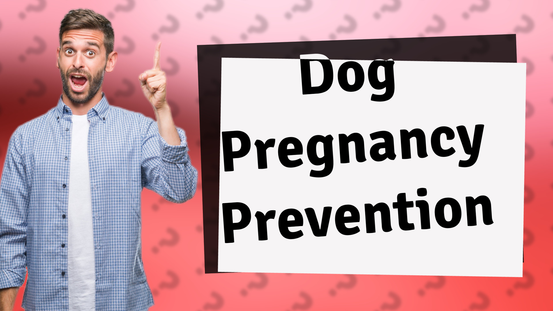 Dog Pregnancy Prevention
