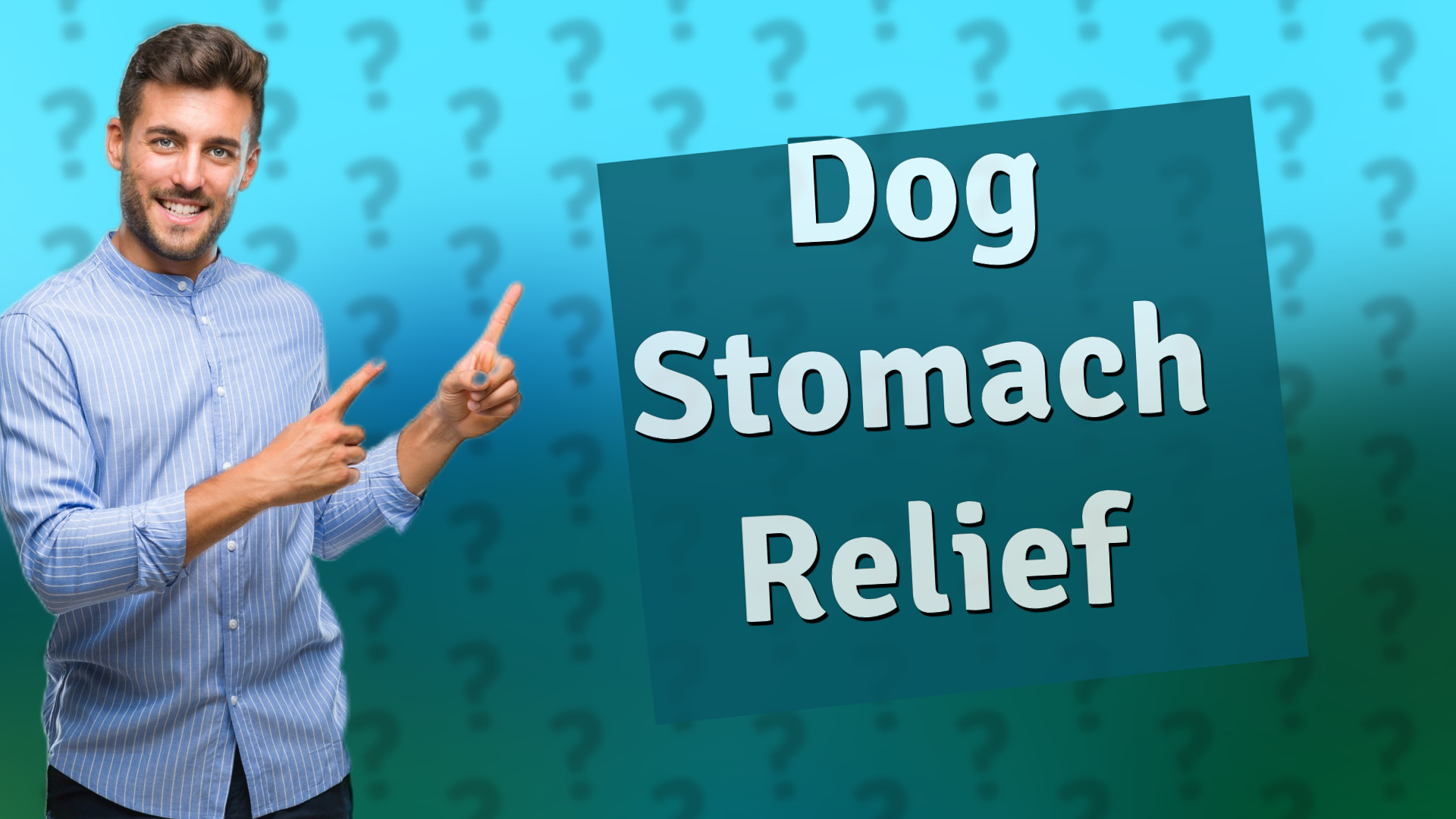 Dog Stomach Relief