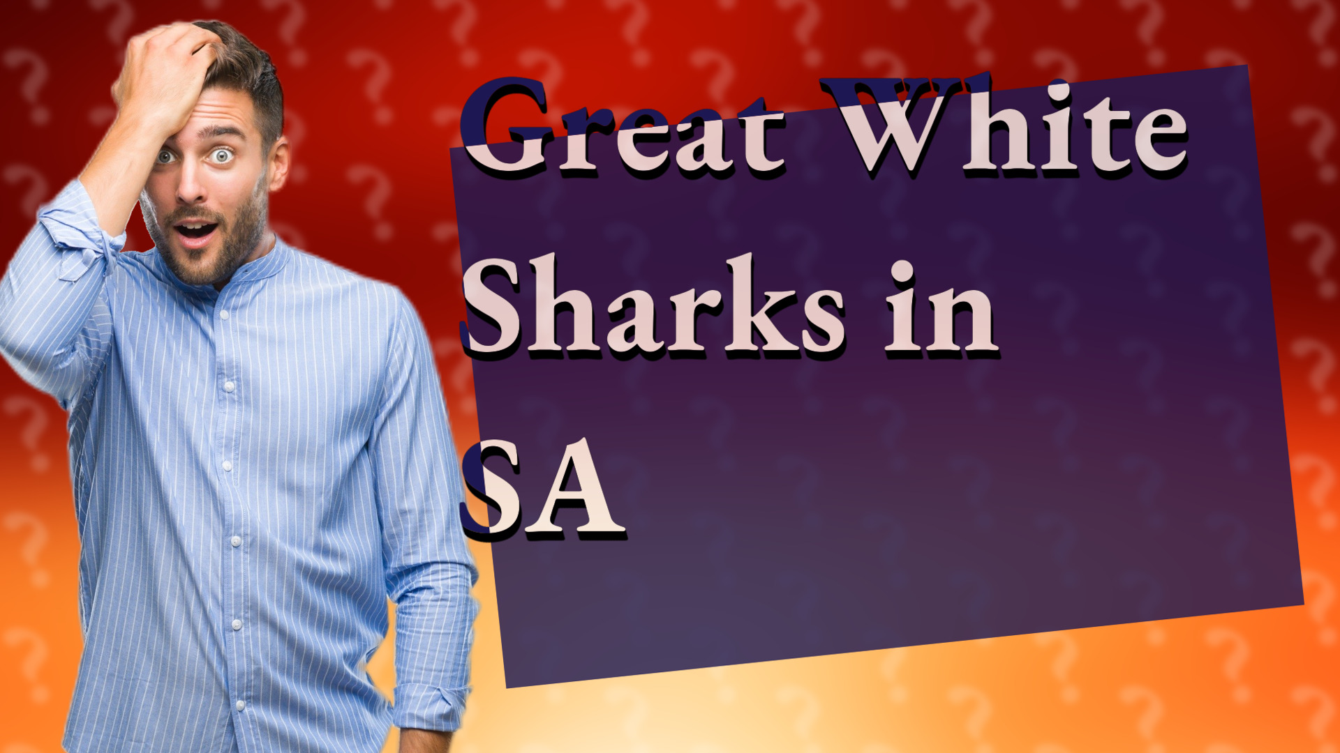 Great White Sharks in SA