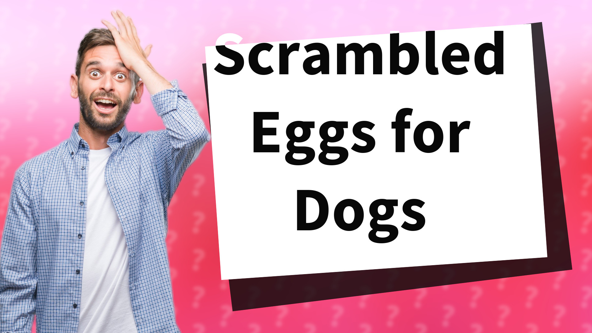 Scrambled Eggs for Dogs