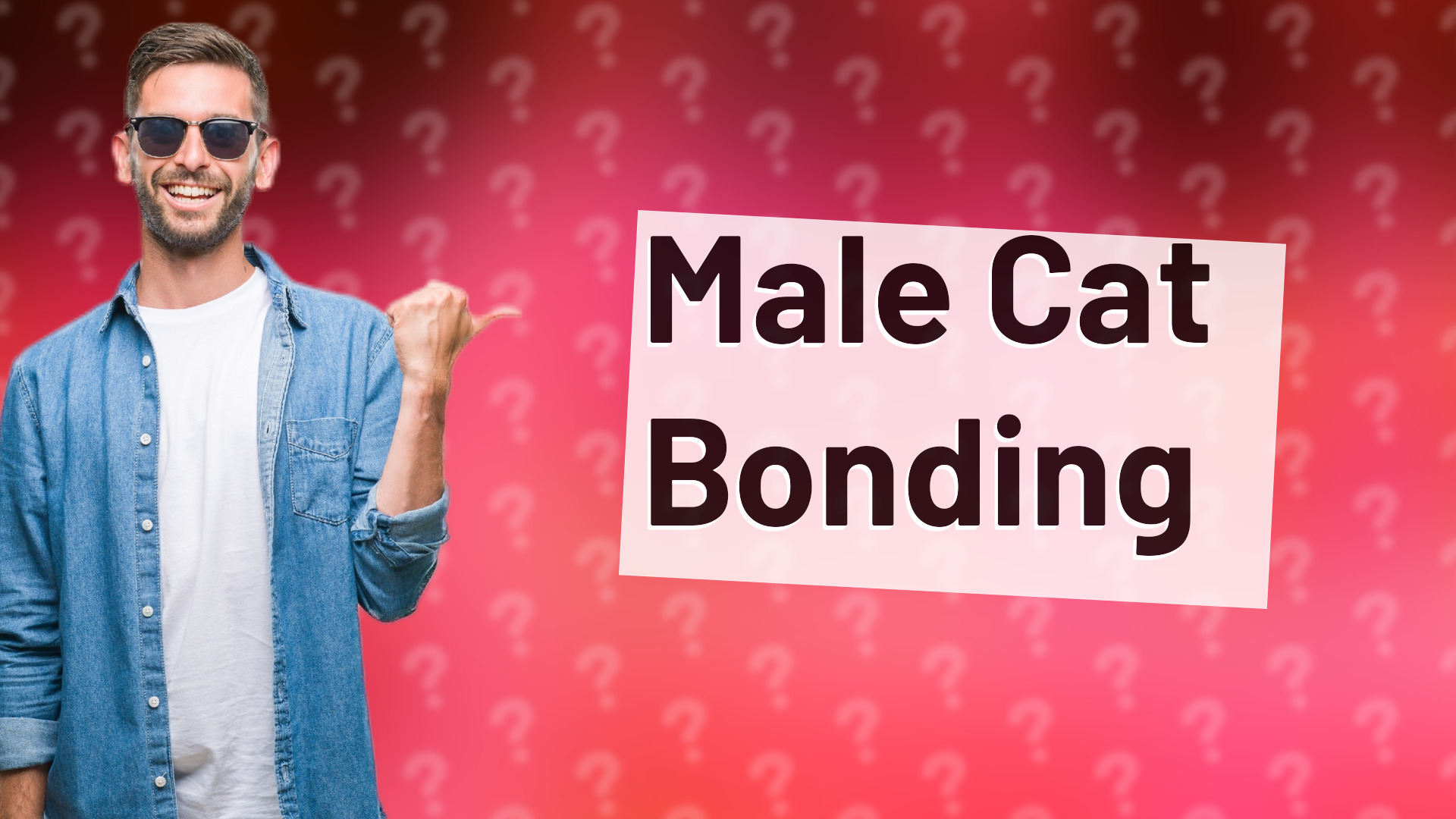 Male Cat Bonding