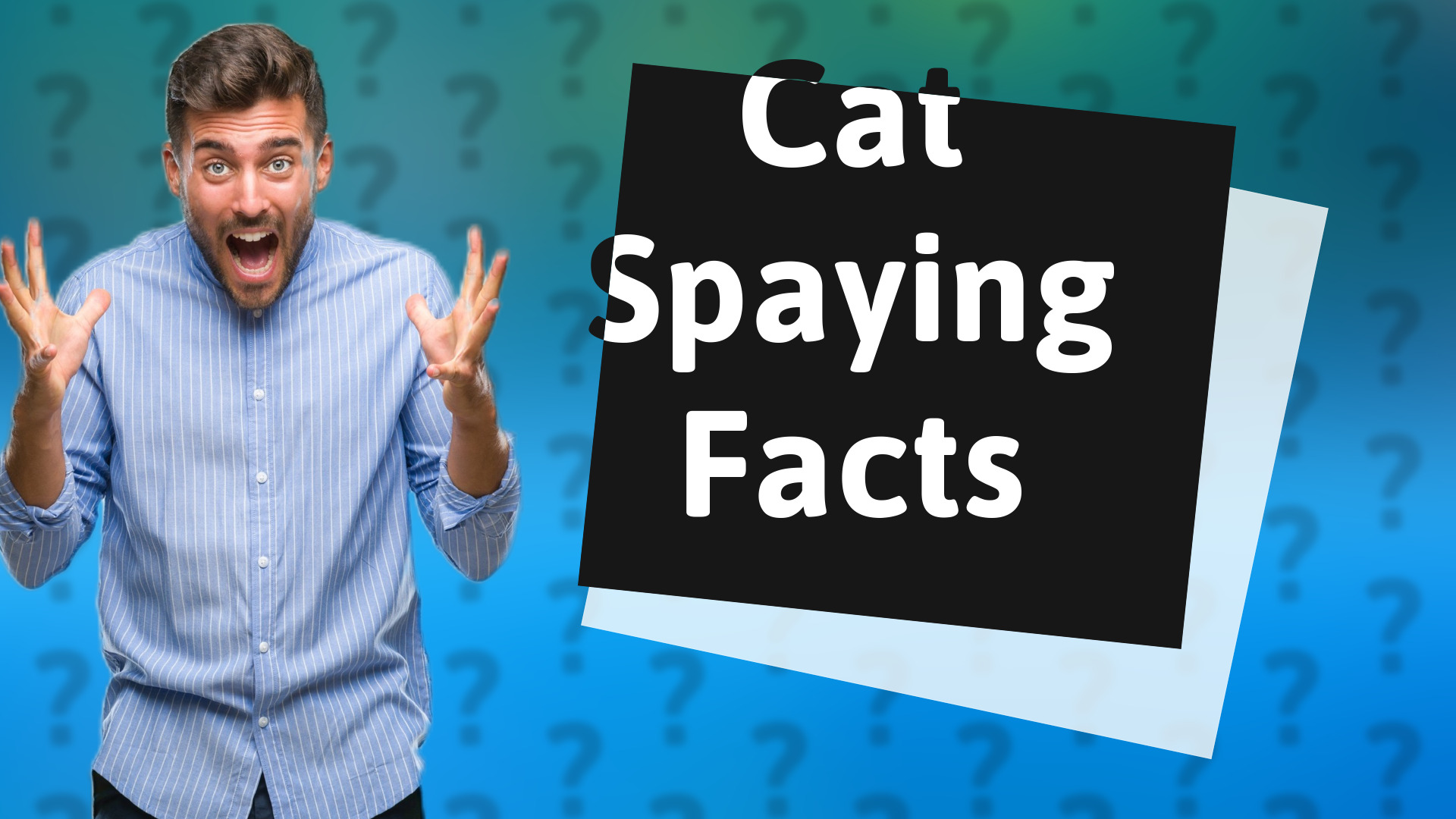 Cat Spaying Facts