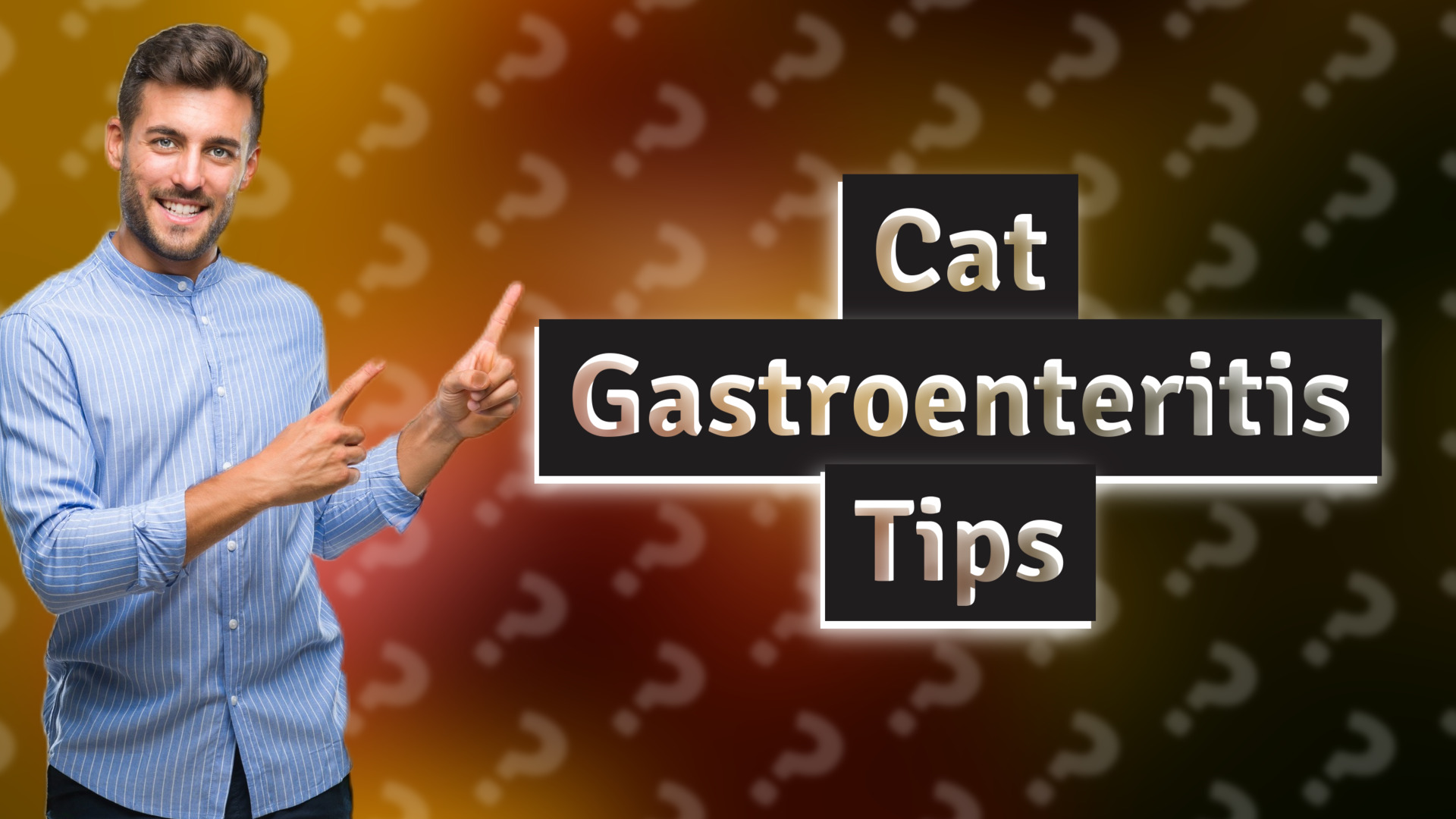 Cat Gastroenteritis Tips