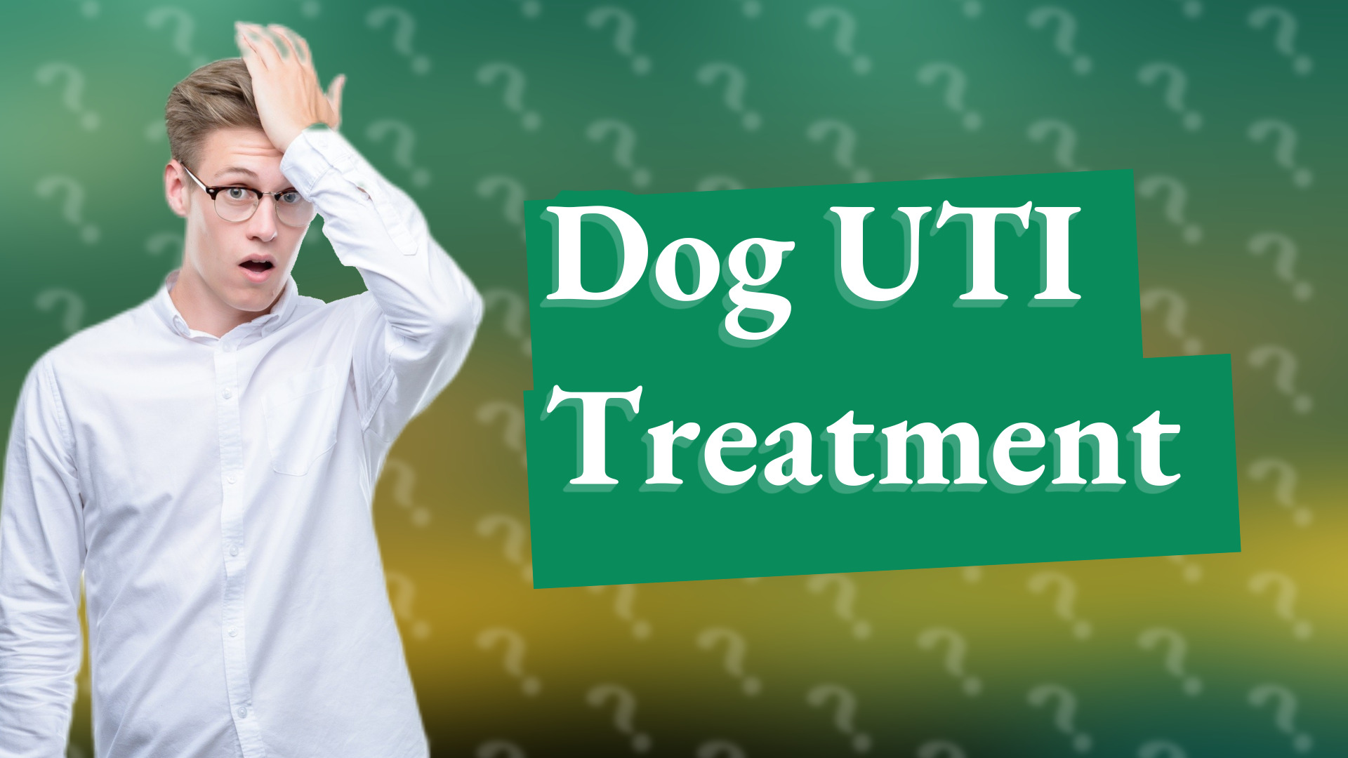 Dog UTI Treatment