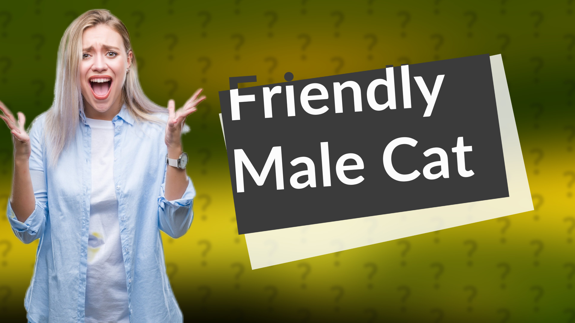 Friendly Male Cat