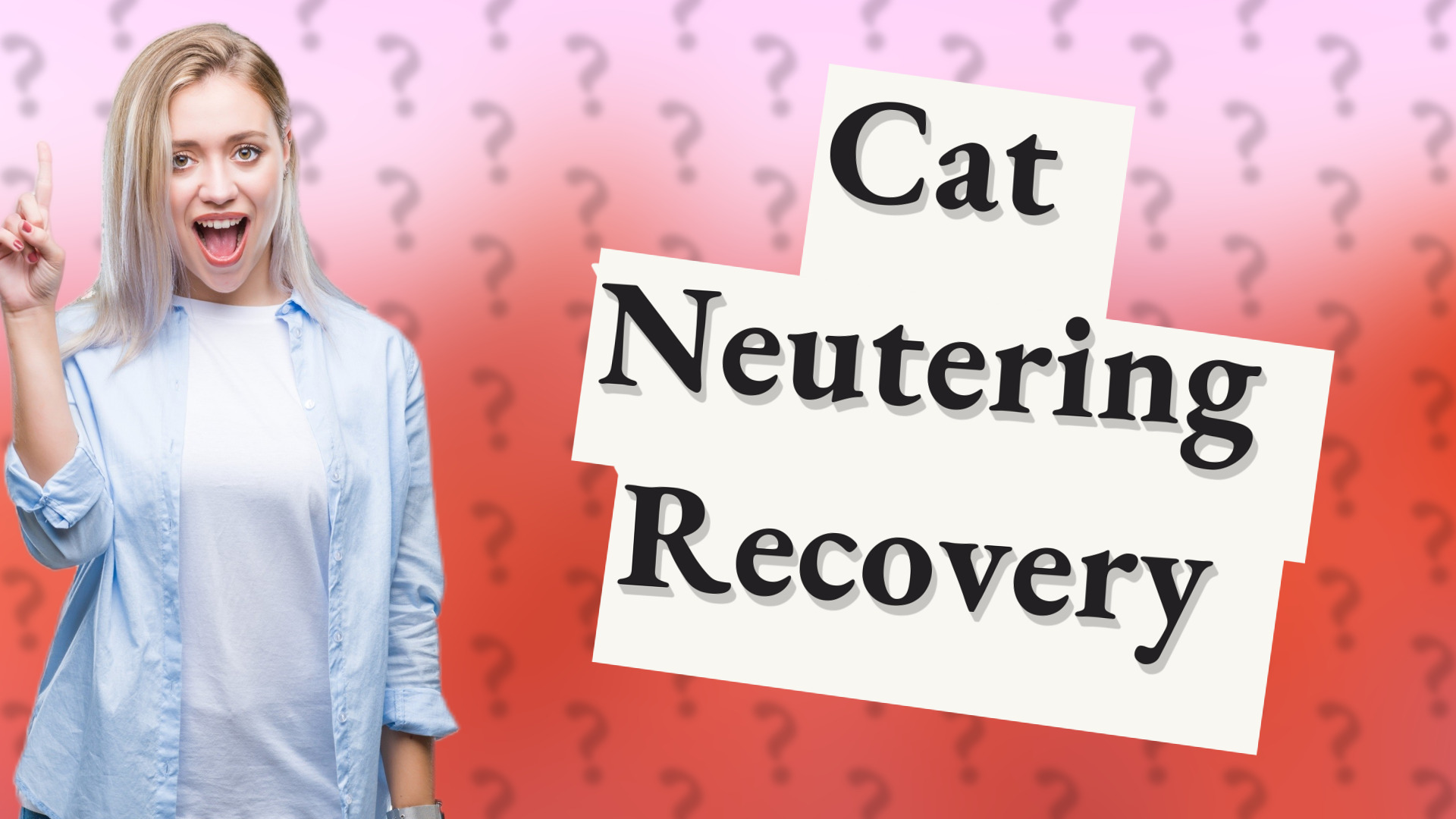 Cat Neutering Recovery