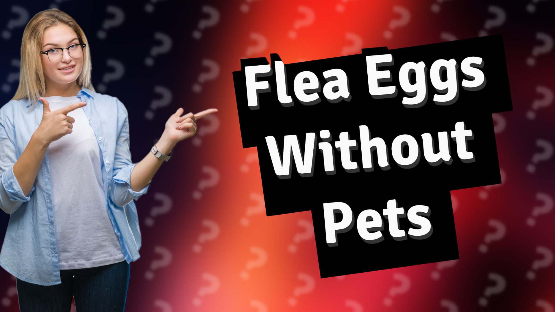 Flea Eggs Without Pets