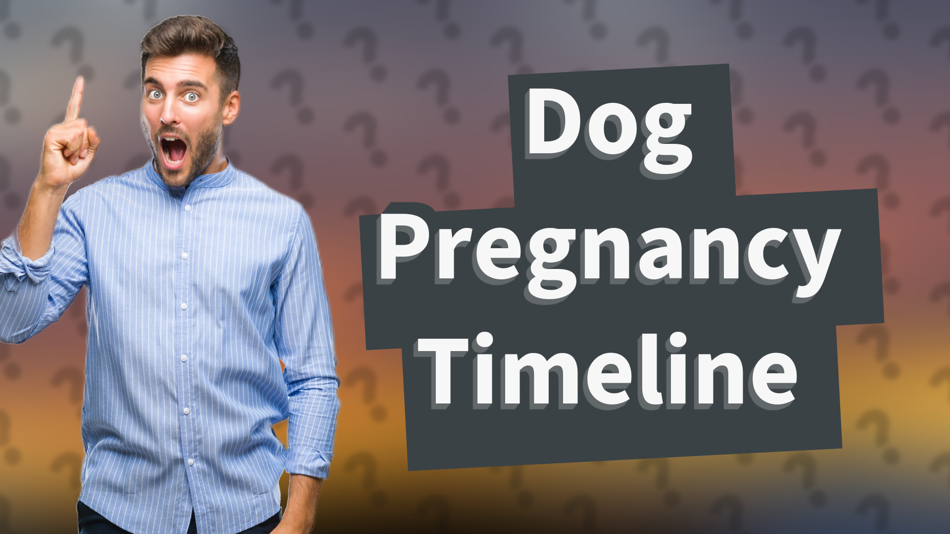 Dog Pregnancy Timeline
