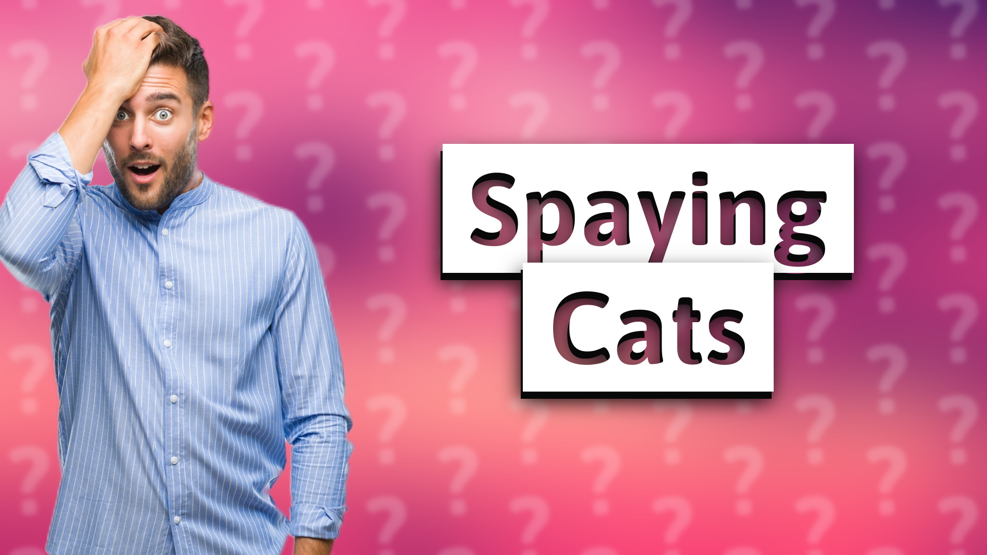 Spaying Cats