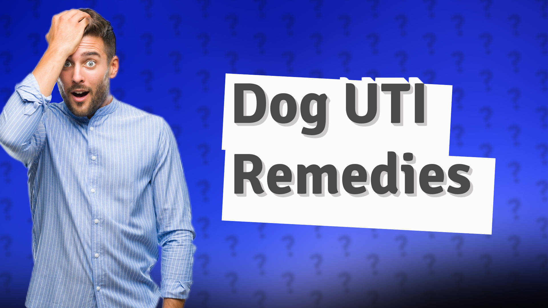 Dog UTI Remedies