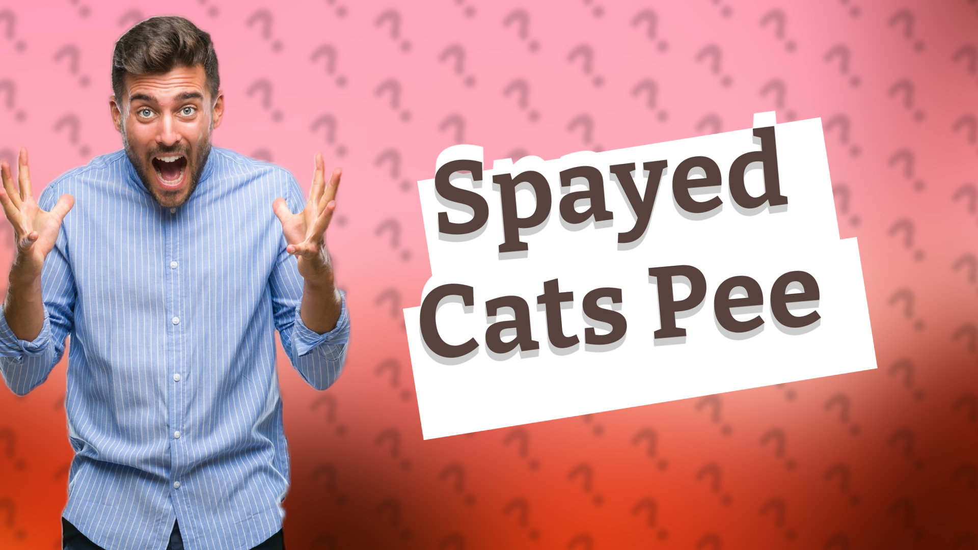 Spayed Cats Pee