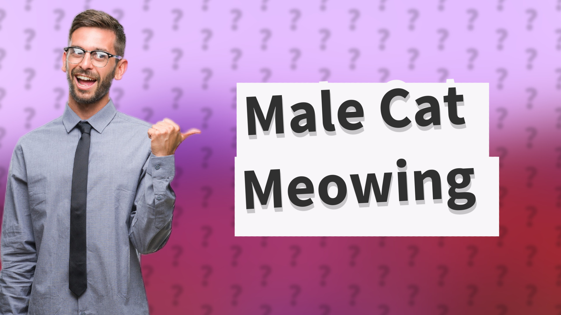 Male Cat Meowing