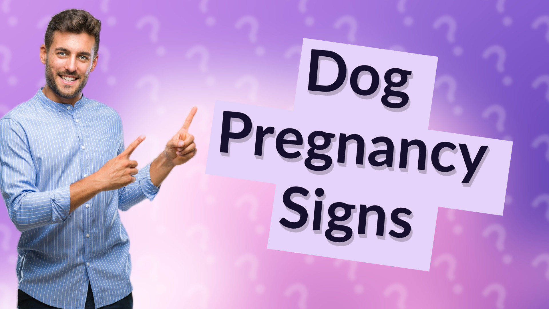 Dog Pregnancy Signs